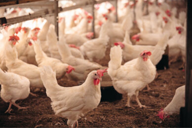 Improved analytical tools, more variable weather patterns, tighter production targets and better understanding of the negative impact on animal productivity is changing how producers look at mycotoxins. Photos: Vilofoss