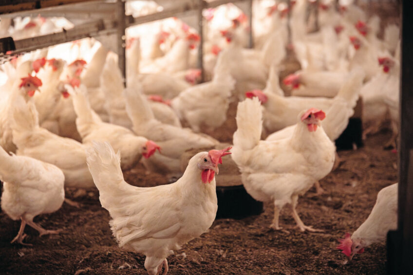 Improved analytical tools, more variable weather patterns, tighter production targets and better understanding of the negative impact on animal productivity is changing how producers look at mycotoxins. Photos: Vilofoss