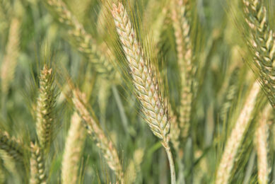 After last year’s drought-hit harvest, European wheat production is on the rebound. France, the EU’s largest wheat producer, is having a significantly better season than last year. Photo: Koos Groenewold