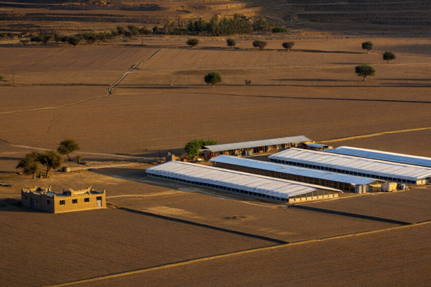 Farmers and local business organisations insist that poultry sold in the country complies with strict quality standards. Image created with the help of AI (Reve)