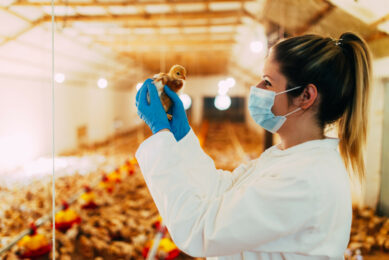 Kemin’s live homologous genotype 7 vaccine demonstrated superior immunogenicity, early onset of immunity, long-lasting protection, and significant reduction in virus shedding against a velogenic NDV GVII strain. Photo: Kemin