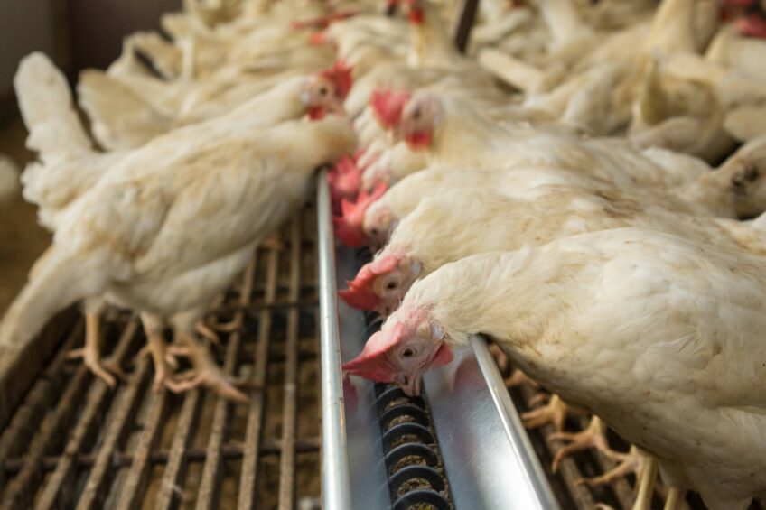 Poultry producers in Egypt have benefited from a sharp drop in feed prices. Photo: Peter Roek