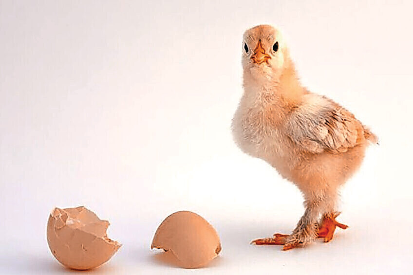 Poultry business update: What did you miss this May?